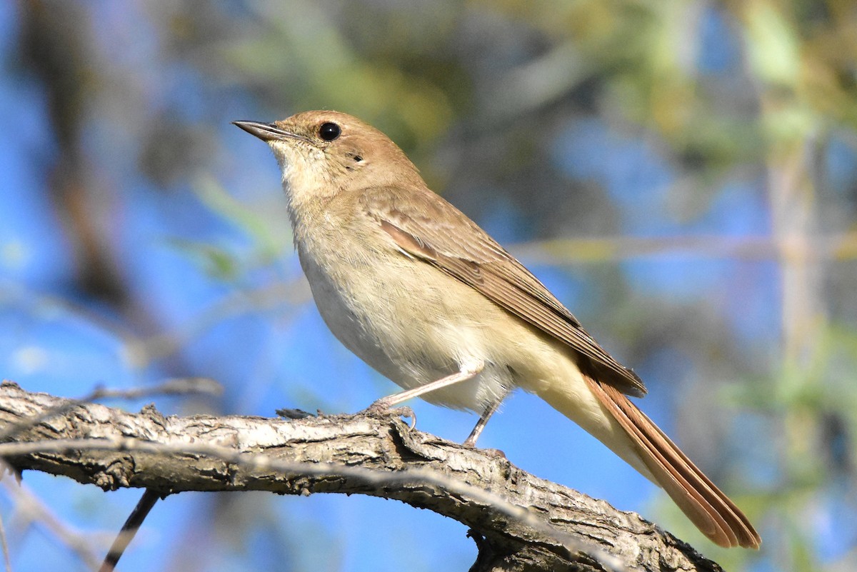 Common Nightingale (golzii) - ML579569881