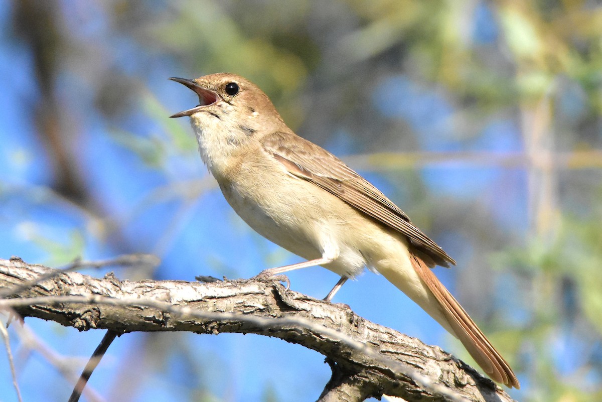 Common Nightingale (golzii) - ML579569891