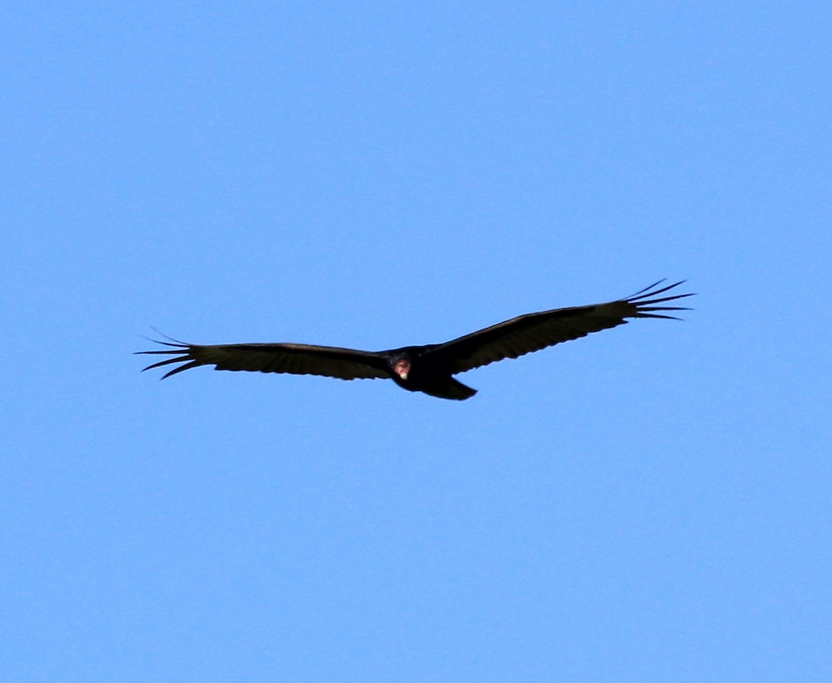Turkey Vulture - ML57957081