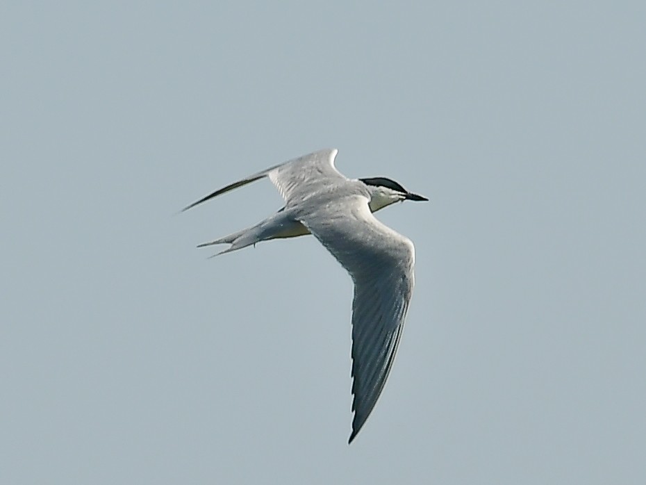 Gull-billed Tern - ML579572041