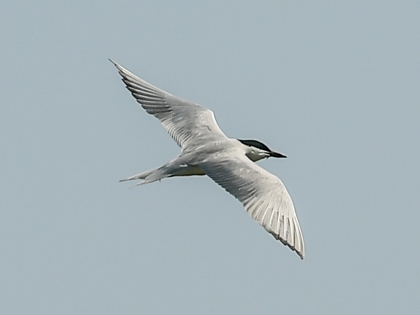 Gull-billed Tern - ML579572061
