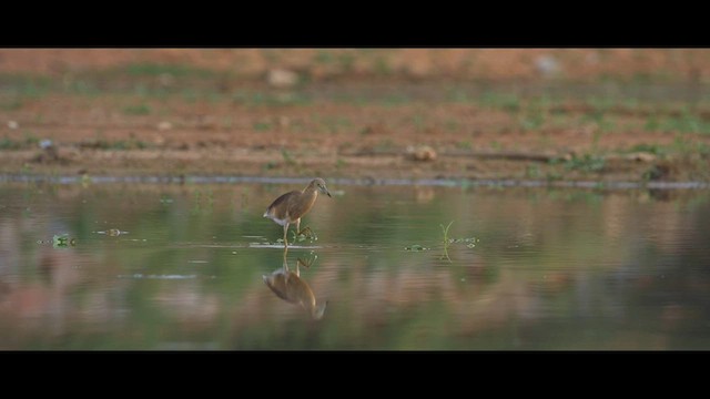 Indian Pond-Heron - ML579575931