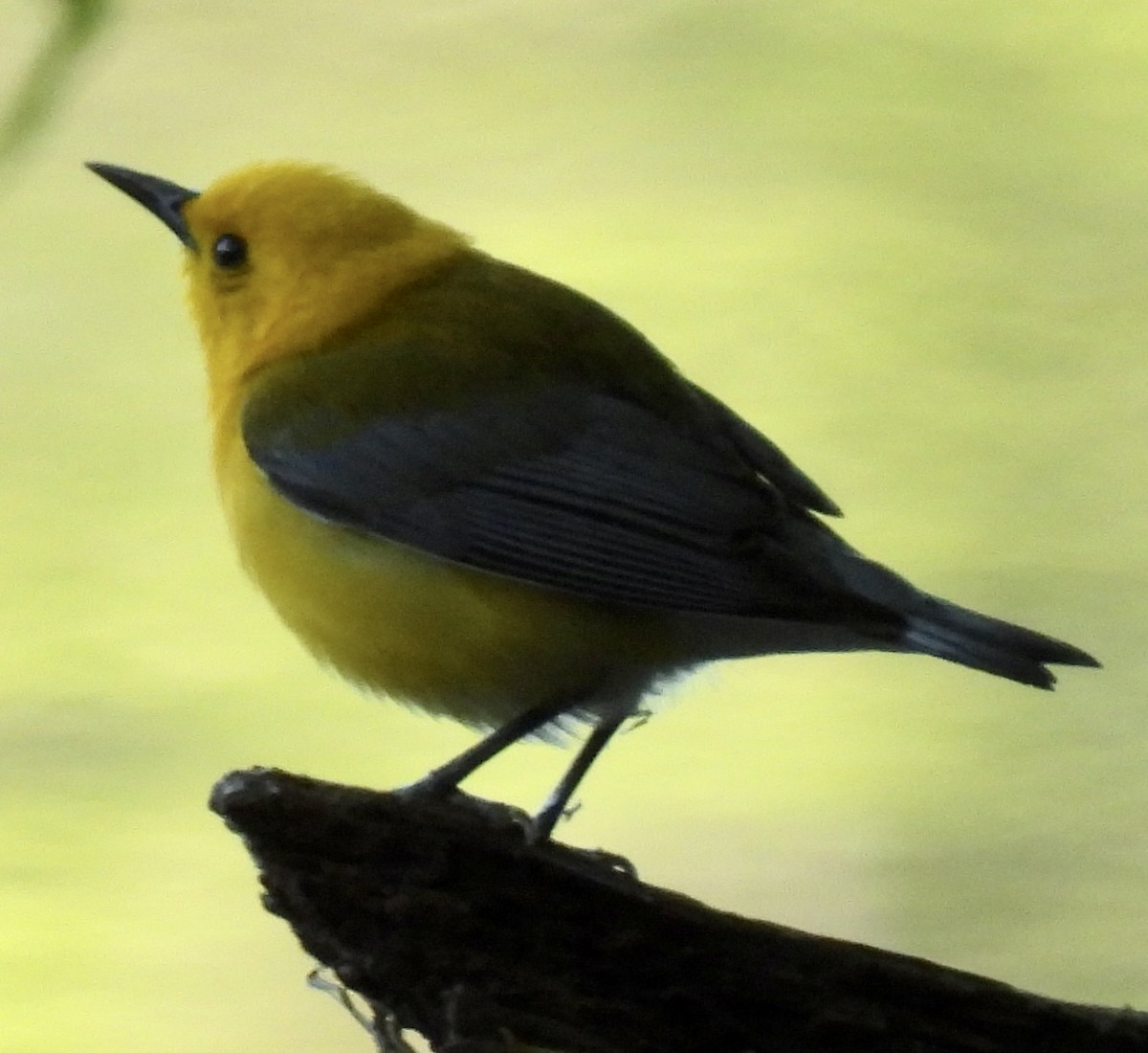Prothonotary Warbler - ML579577181