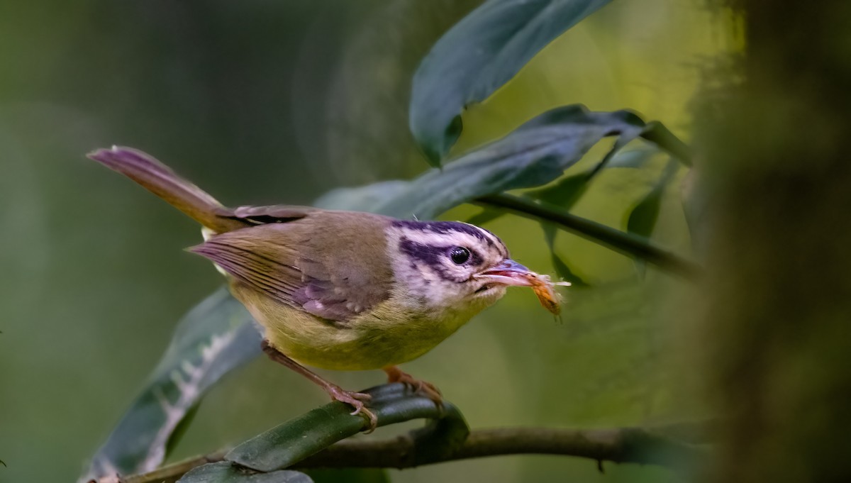 Costa Rican Warbler - Jim Merritt