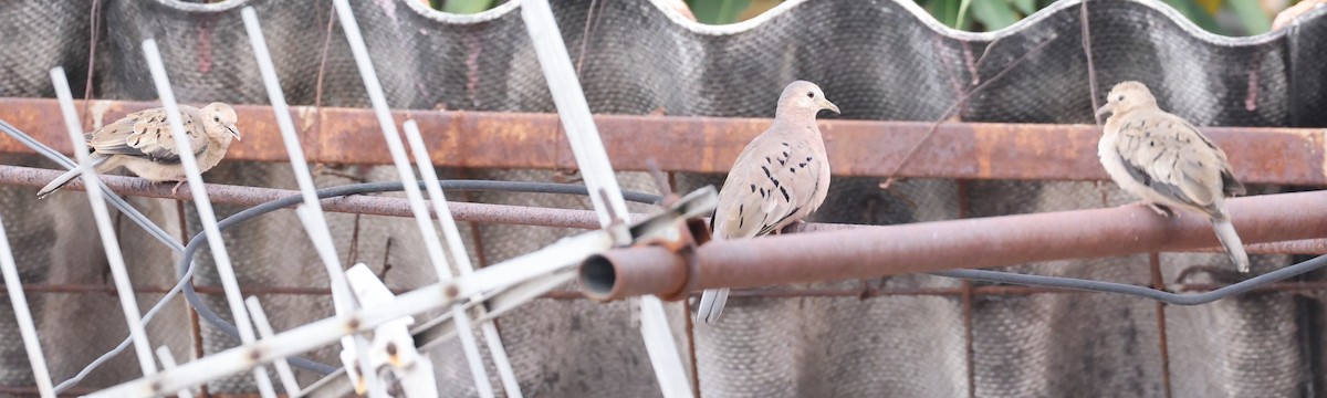 Ecuadorian Ground Dove - ML579581681