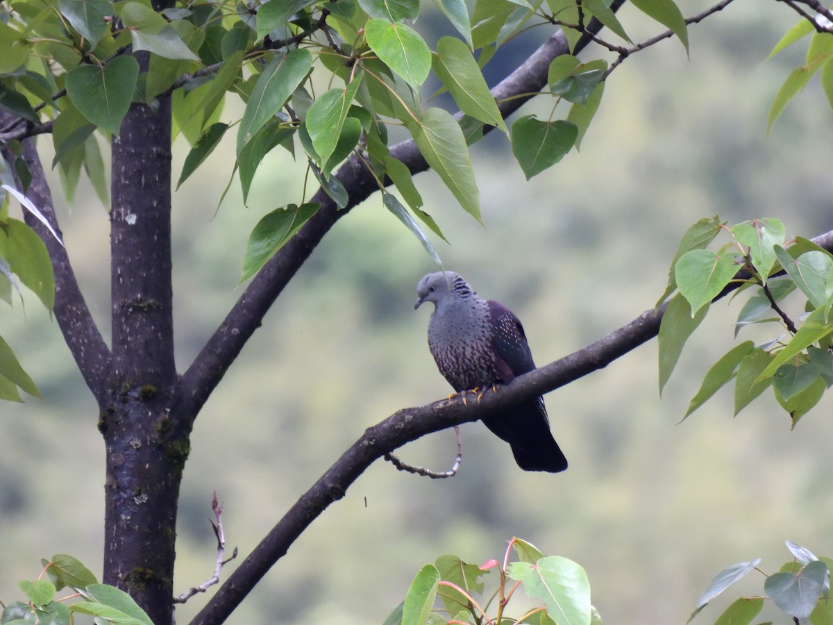 Speckled Wood-Pigeon - ML579583241