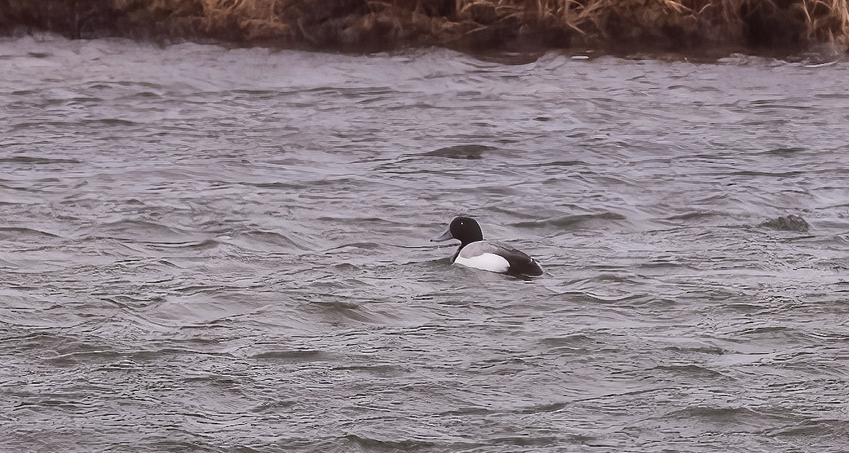 Greater Scaup - ML579586281