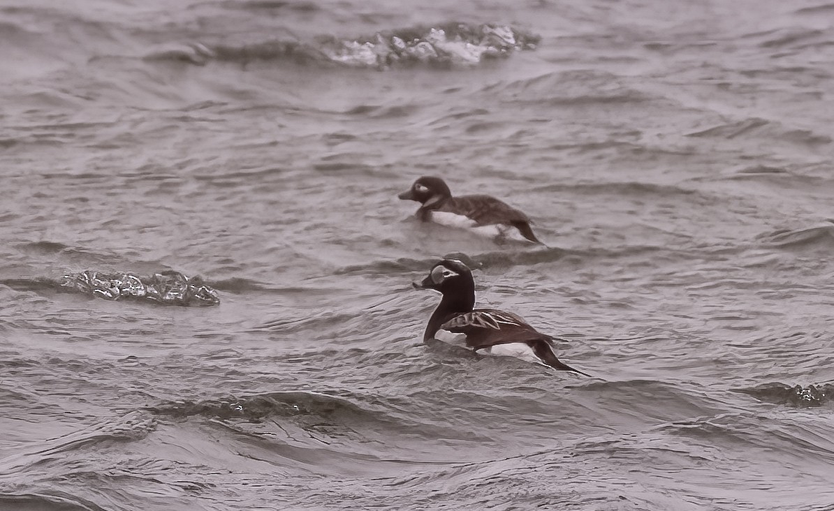 Long-tailed Duck - ML579586331
