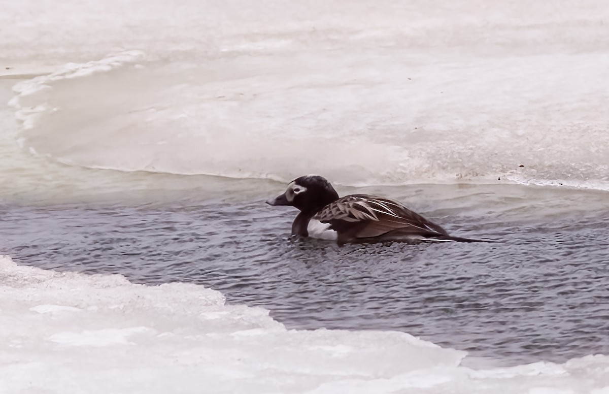 Long-tailed Duck - ML579586341