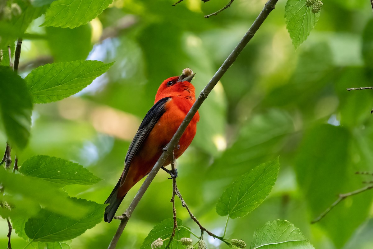 Scarlet Tanager - ML579589641