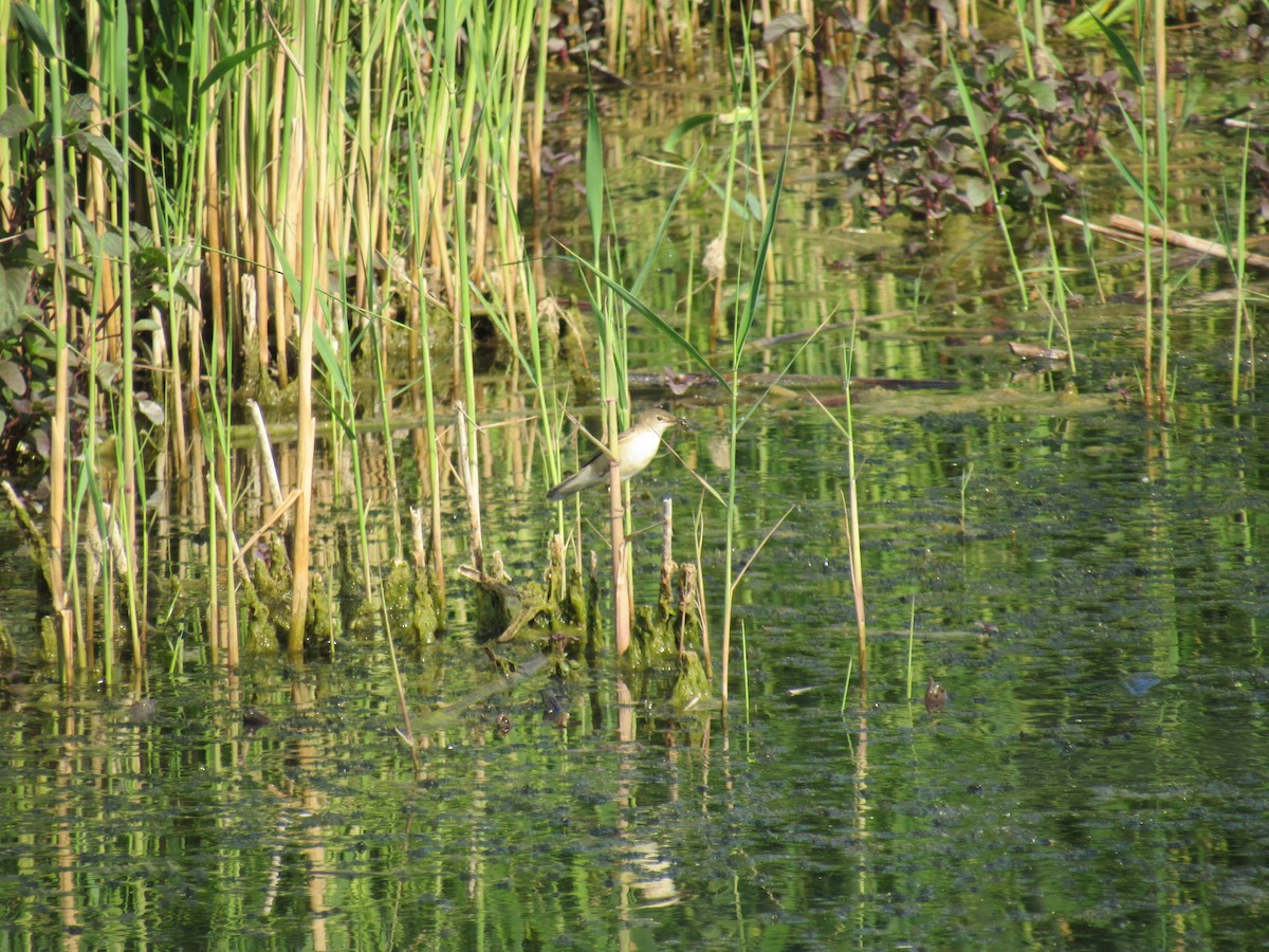 Common Reed Warbler - ML57958991