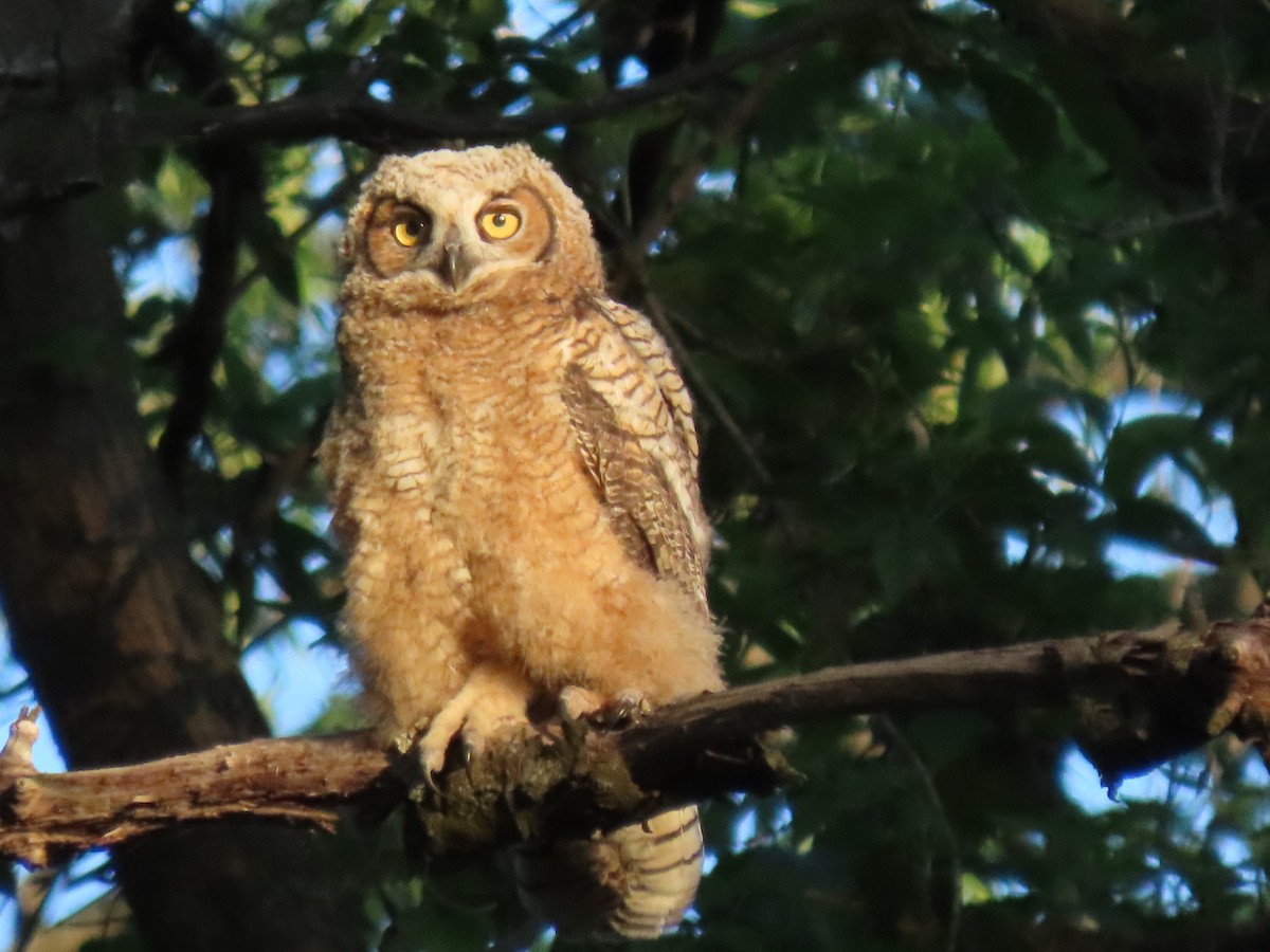 Great Horned Owl - Penny M