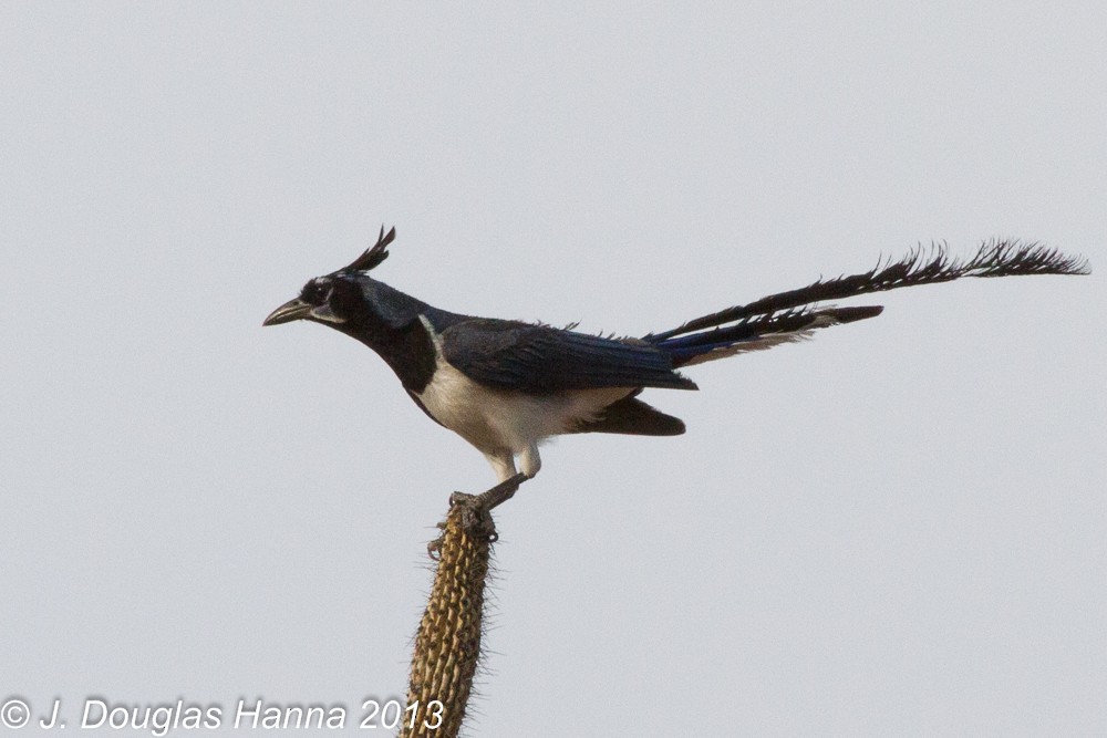 Black-throated Magpie-Jay - ML579595621