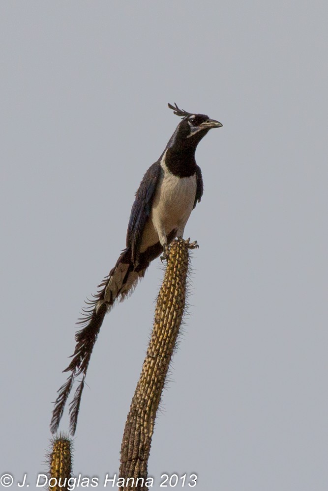 Black-throated Magpie-Jay - ML579595631