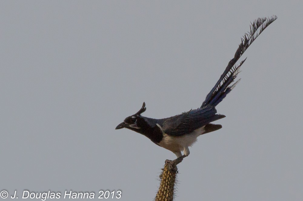 Black-throated Magpie-Jay - ML579595641