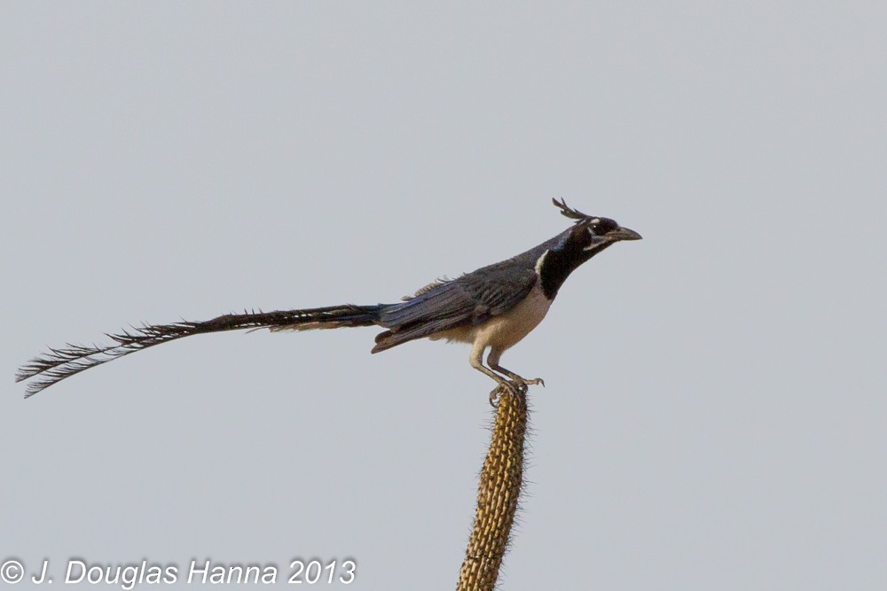 Black-throated Magpie-Jay - ML579595651