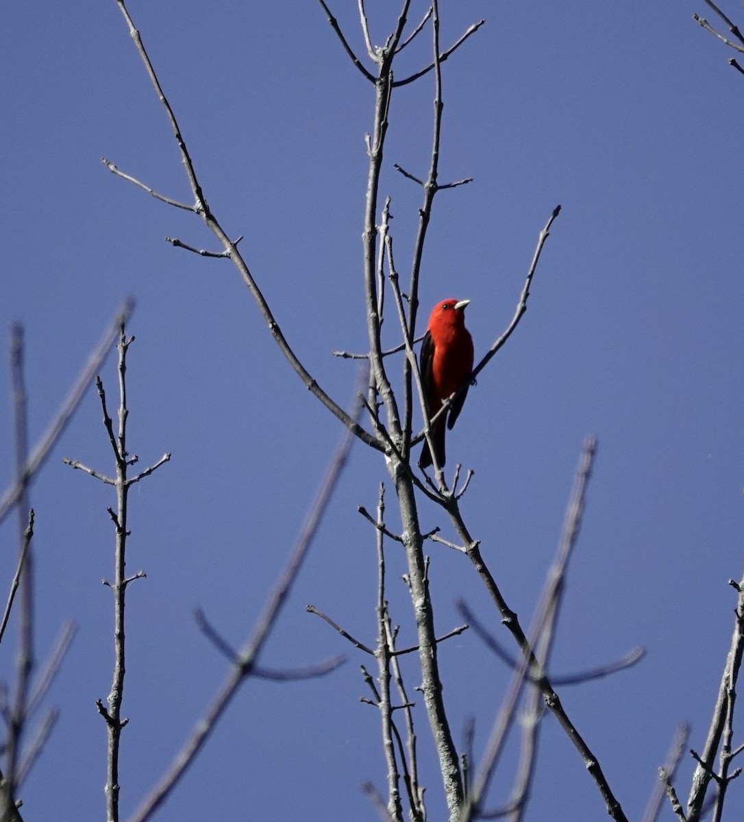 Scarlet Tanager - ML579596751