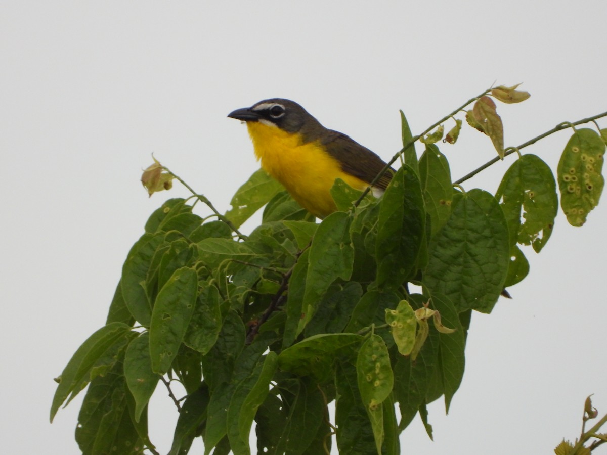Yellow-breasted Chat - ML579599061