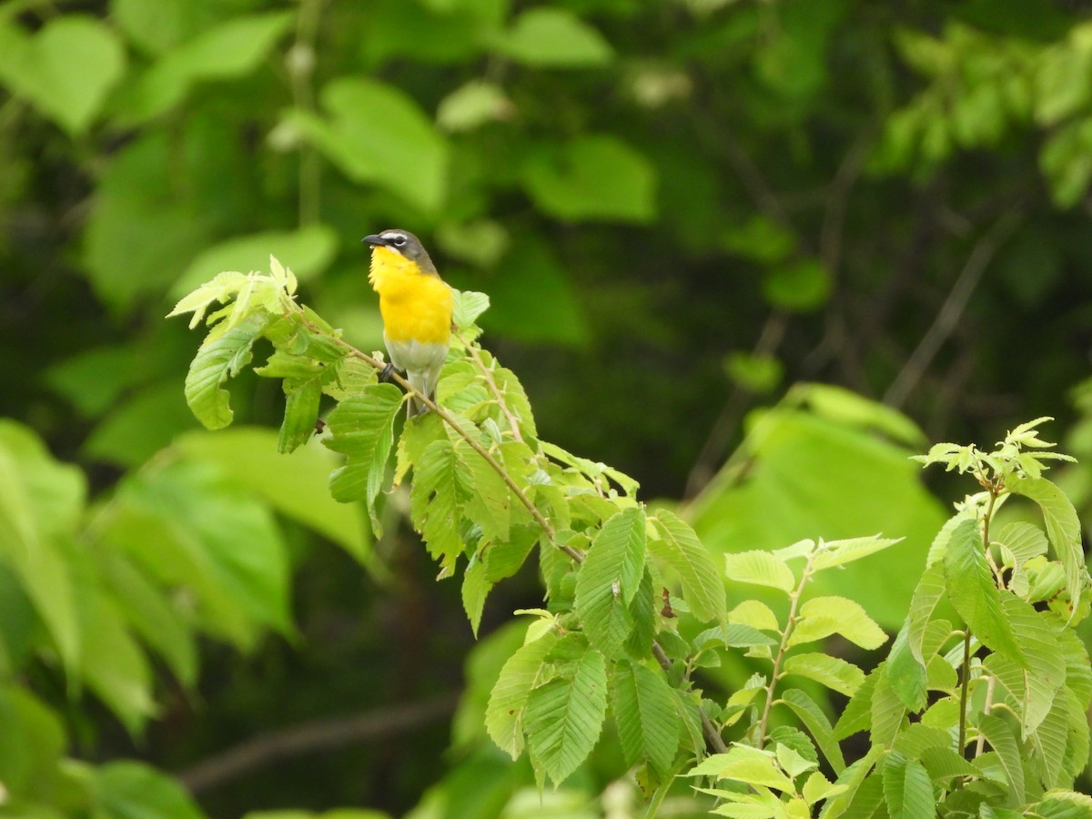 Yellow-breasted Chat - ML579599091