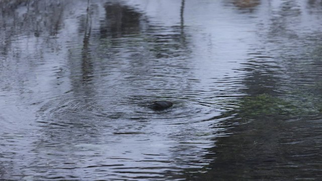 American Dipper - ML579599181
