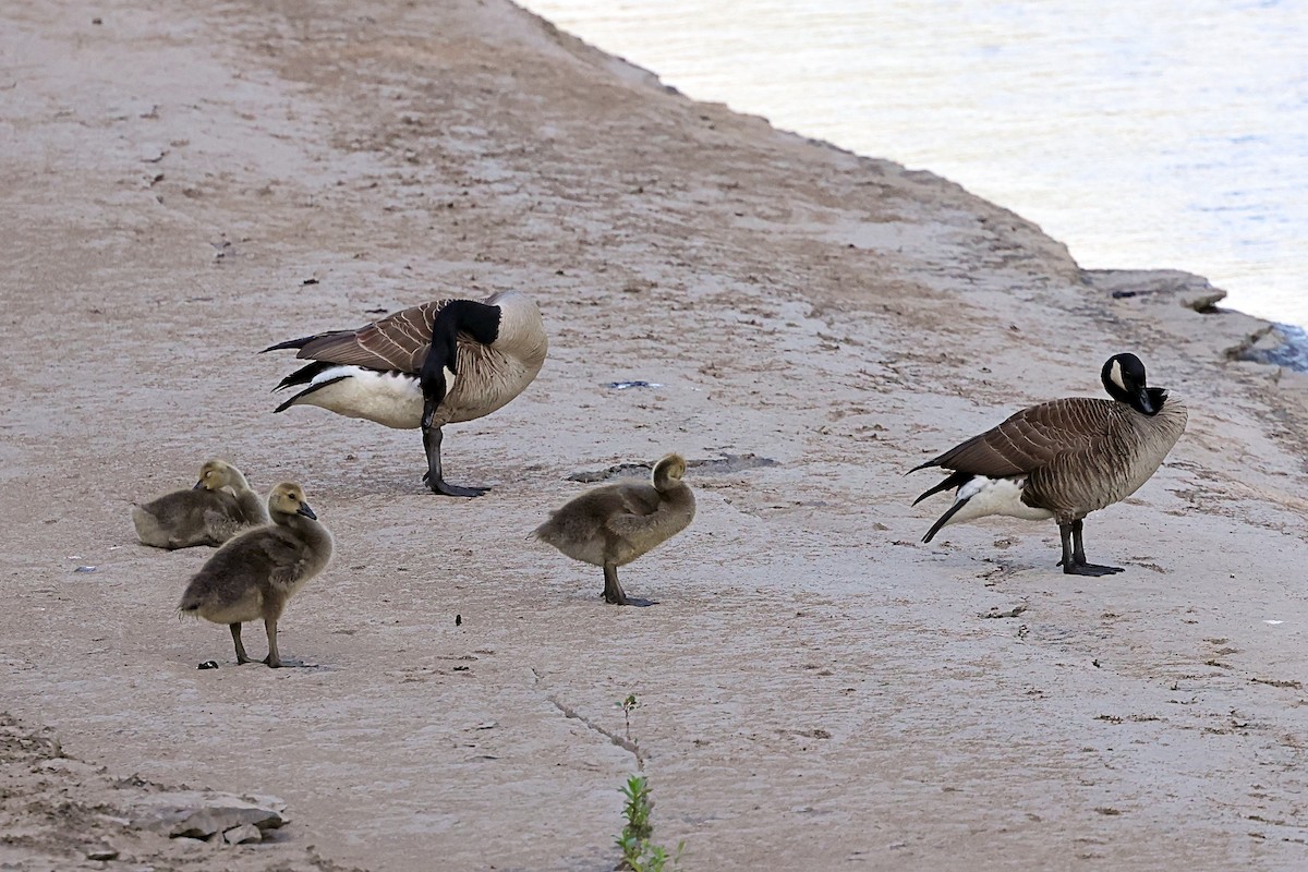 Canada Goose - ML579599281