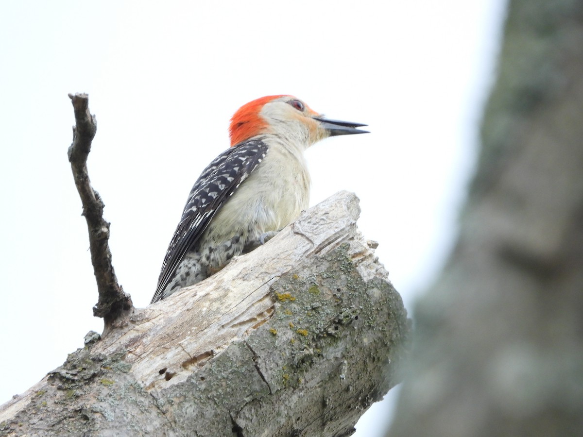 Red-bellied Woodpecker - ML579599491