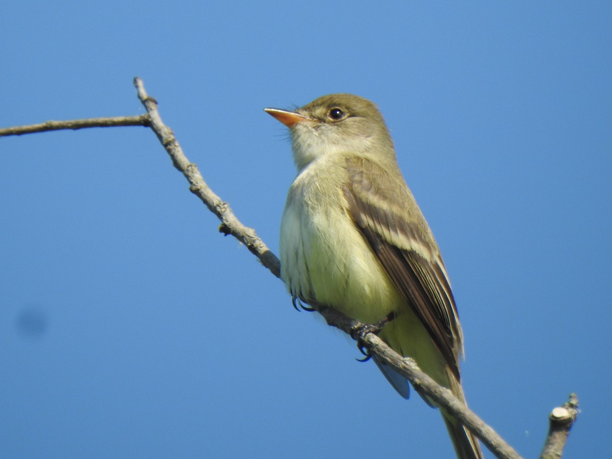 Willow Flycatcher - Don Clark