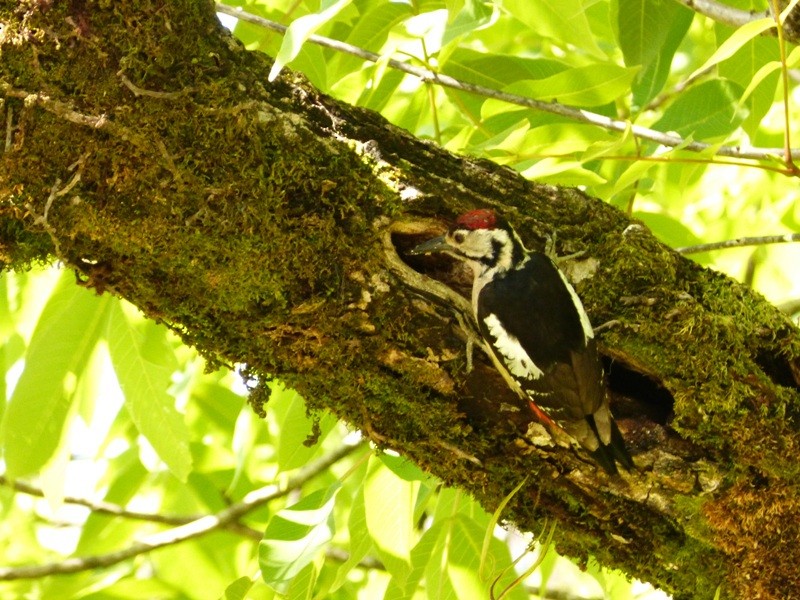 Himalayan Woodpecker - Rohit Chakravarty
