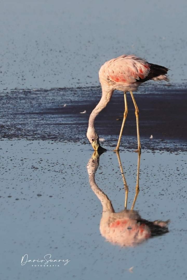 Andean Flamingo - ML579604441