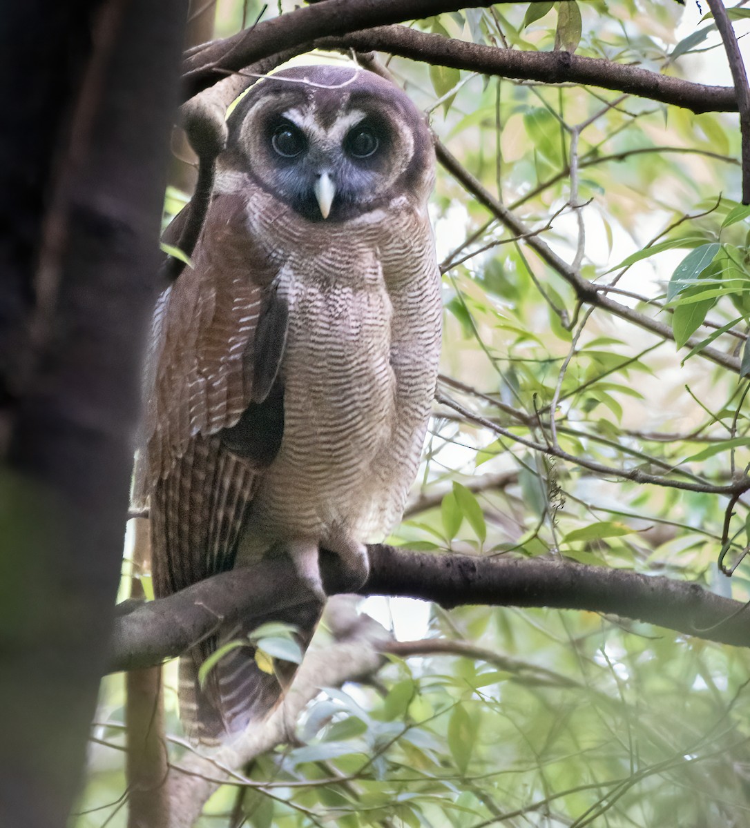 Brown Wood-Owl - ML579605201