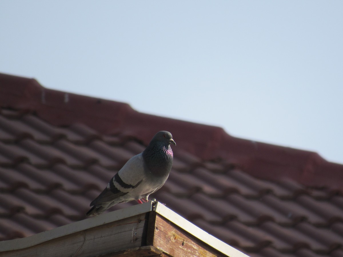 Rock Pigeon (Feral Pigeon) - ML57960591
