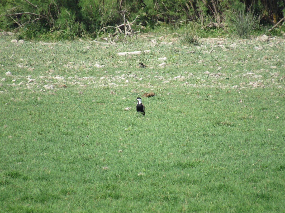 Spur-winged Lapwing - ML57960631
