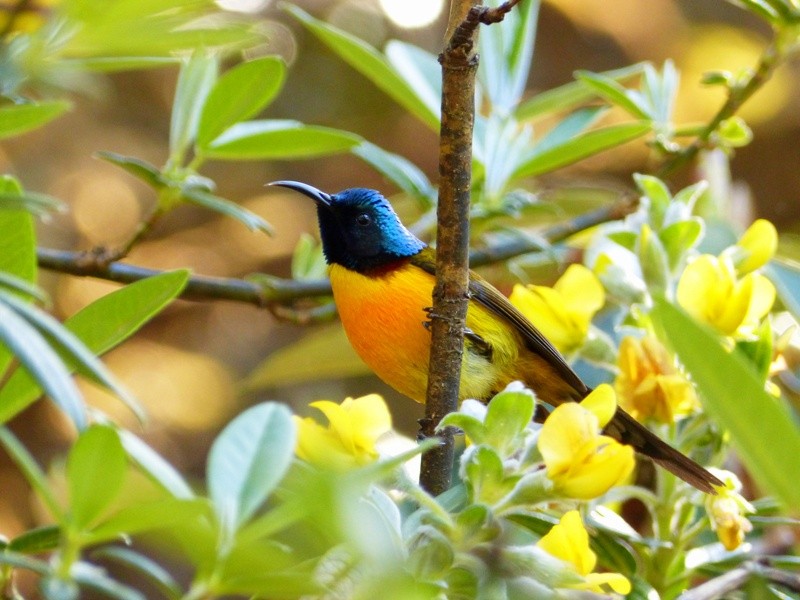 Green-tailed Sunbird - Rohit Chakravarty