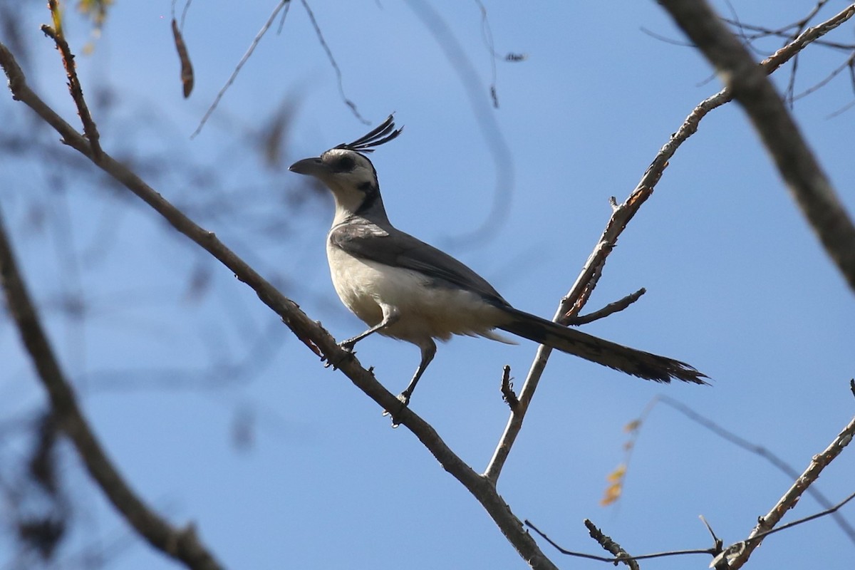 White-throated Magpie-Jay - ML579607051