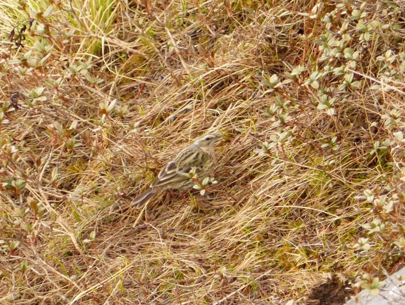 Rosy Pipit - ML57960711