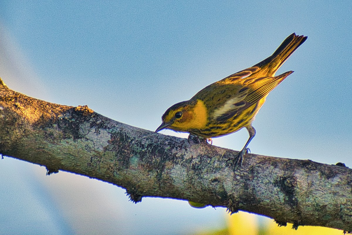 Cape May Warbler - ML579613741