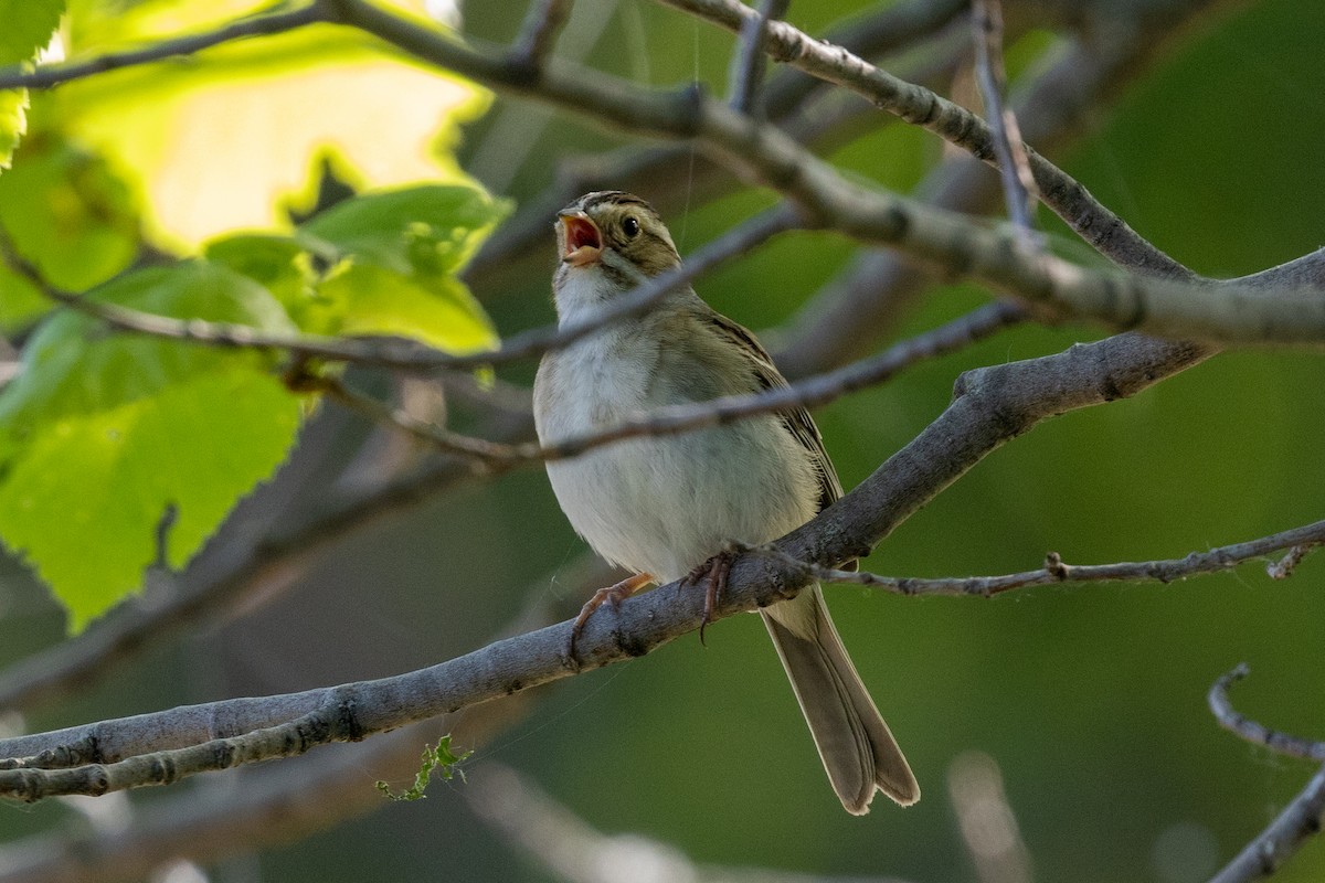 Clay-colored Sparrow - ML579614451