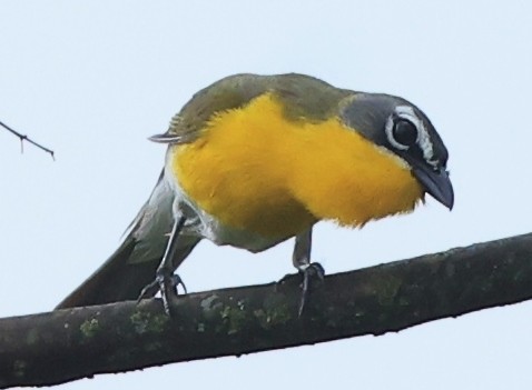 Yellow-breasted Chat - ML579617271