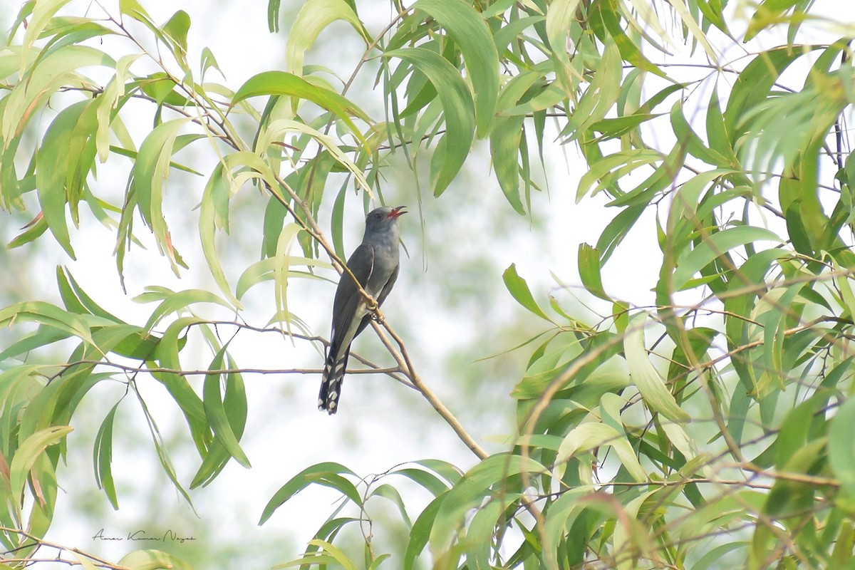 Gray-bellied Cuckoo - ML579617351