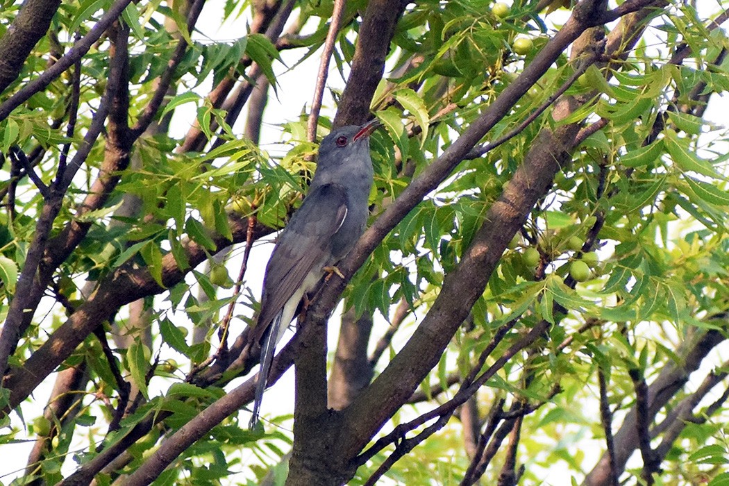 Gray-bellied Cuckoo - ML579617361