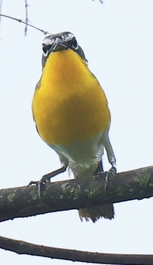 Yellow-breasted Chat - ML579617401