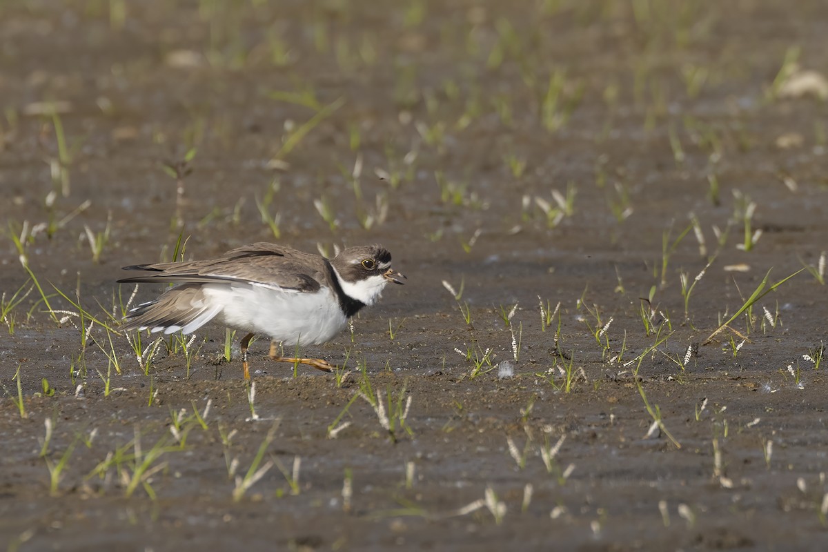 Semipalmated Plover - ML579619381