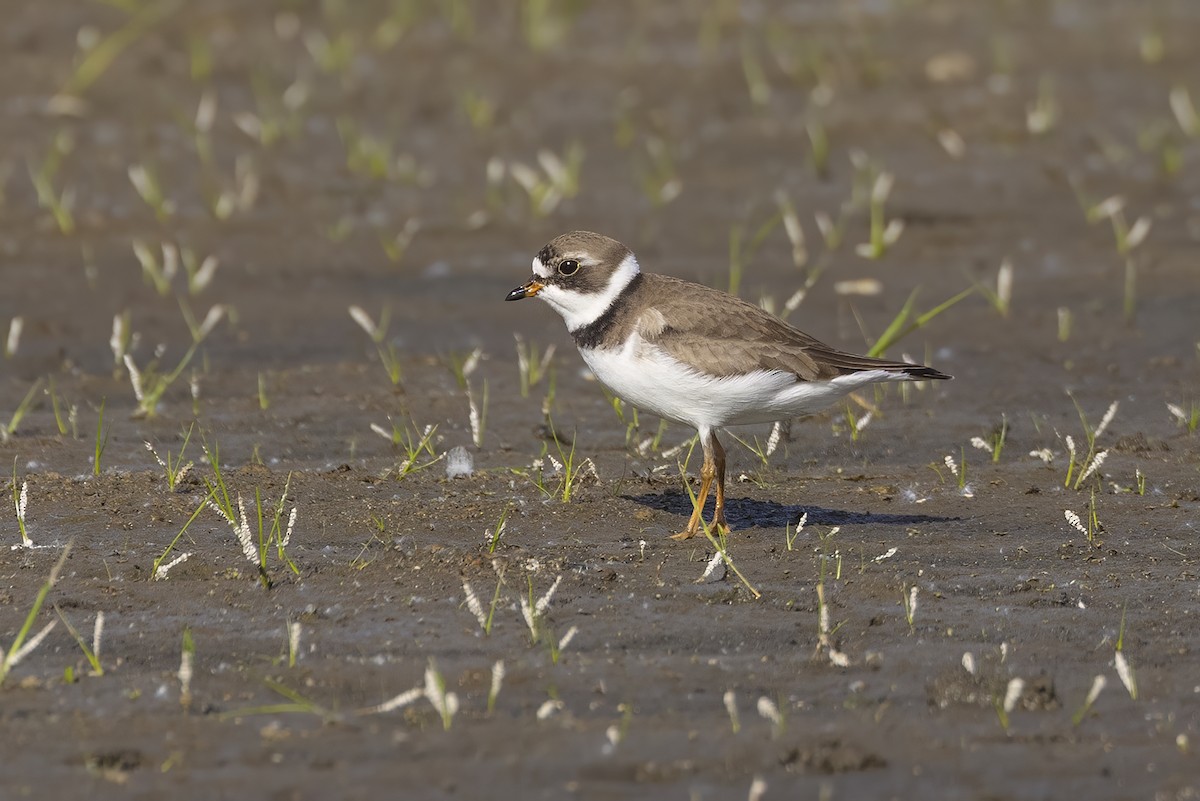 Semipalmated Plover - ML579619401