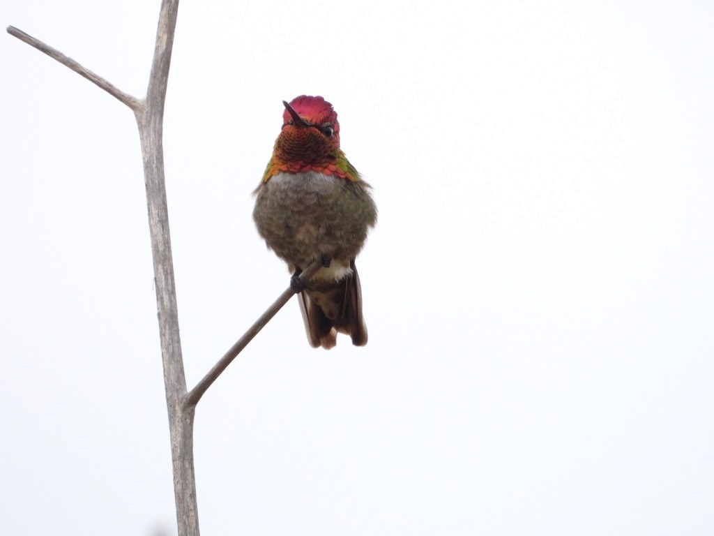 Anna's Hummingbird - ML579623311