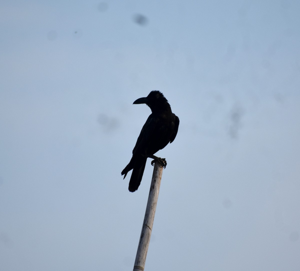 Large-billed Crow - ML579623811
