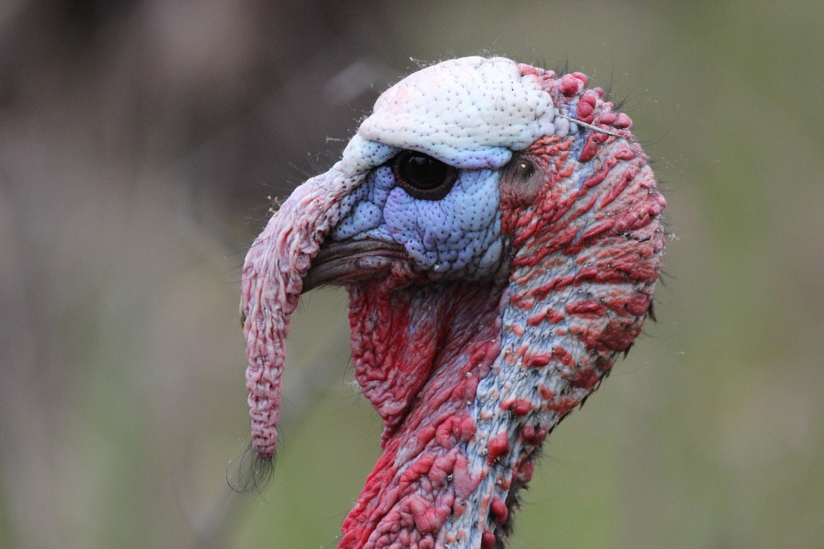 Wild Turkey - Quinten Wiegersma