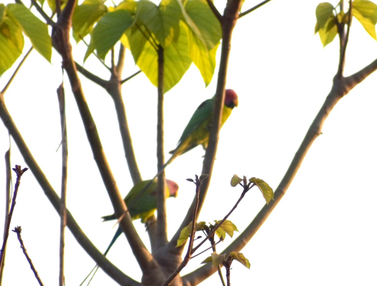 Plum-headed Parakeet - Keerthi Priya