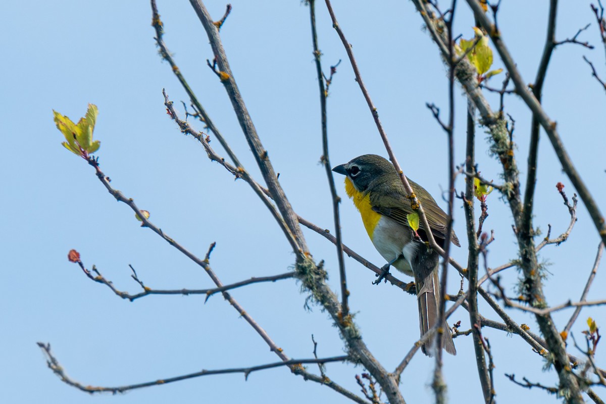 Yellow-breasted Chat - ML579629951
