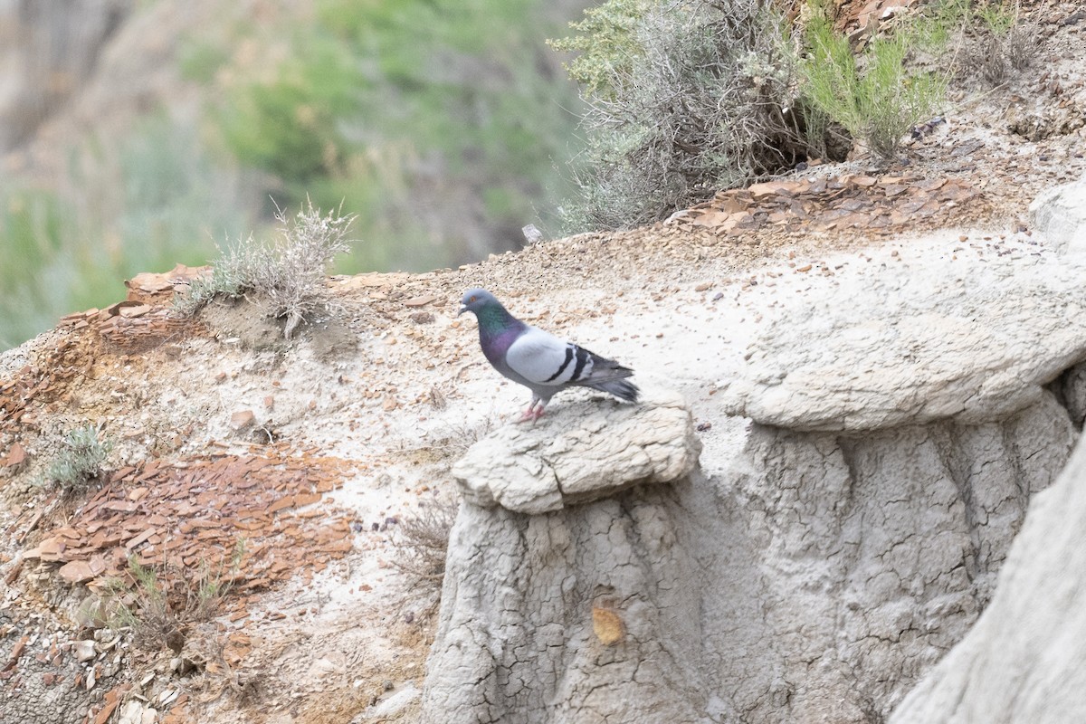 Rock Pigeon (Feral Pigeon) - ML579630831