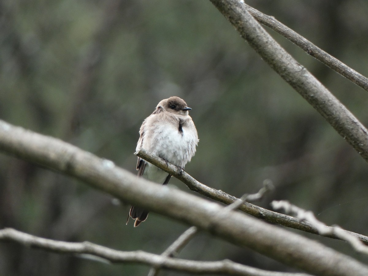 Northern Rough-winged Swallow - ML579631051